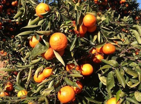 Los citricultores andaluces afrontan el aumento de costes de producción con una caída de precios en origen