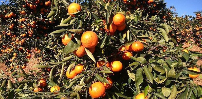 Los citricultores andaluces afrontan el aumento de costes de producción con una caída de precios en origen