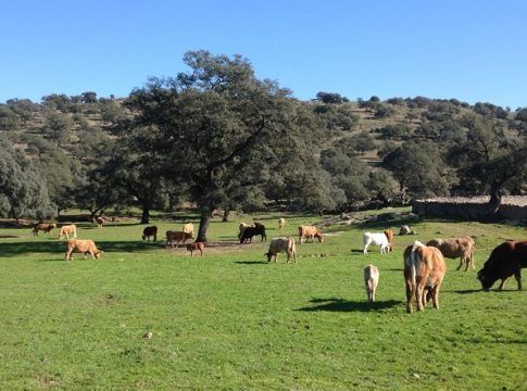 La campaña del proyecto europeo LIFE LiveAdapt incentiva el consumo de productos de ganadería extensiva
