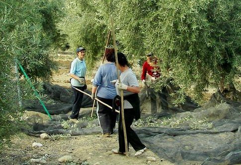 La Junta convocará las primeras ayudas para entidades de mujeres del campo y la pesca