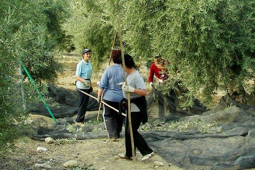 La Junta convocará las primeras ayudas para entidades de mujeres del campo y la pesca
