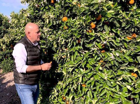 Trianum® previene las enfermedades fúngicas de los cítricos causadas por la elevada humedad tras las lluvias