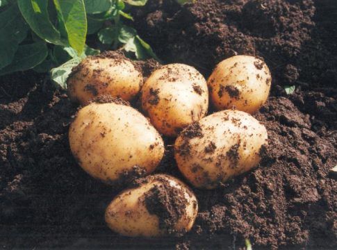 Asociafruit y la Consejería de Agricultura de la Junta de Andalucía promocionan el consumo de la patata nueva temprana