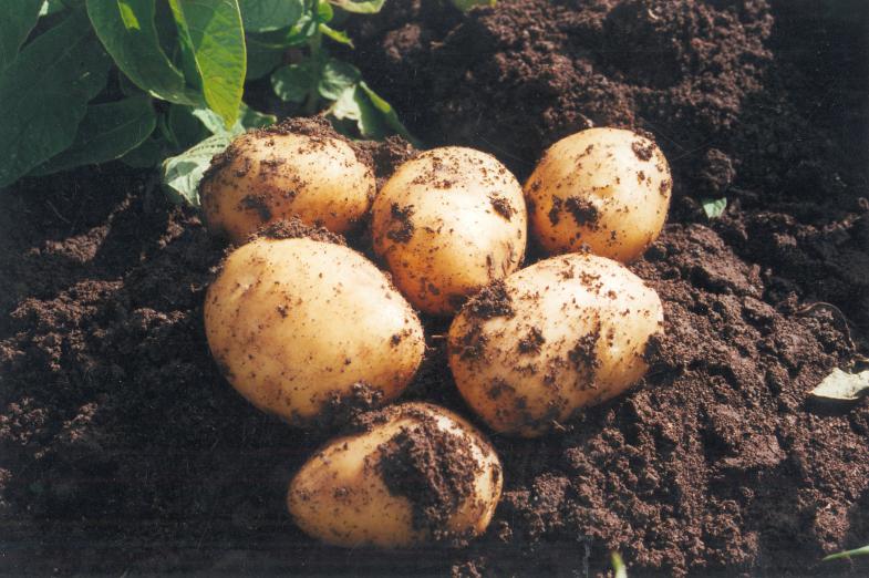 Asociafruit y la Consejería de Agricultura de la Junta de Andalucía promocionan el consumo de la patata nueva temprana