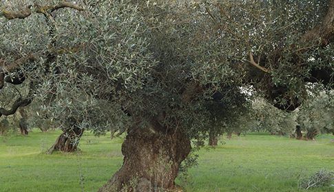 UPA logra una de sus reivindicaciones históricas: el olivar tradicional tendrá ayuda asociada