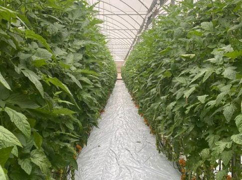 La Unión consolida la calidad de sus verduras con su finca experimental