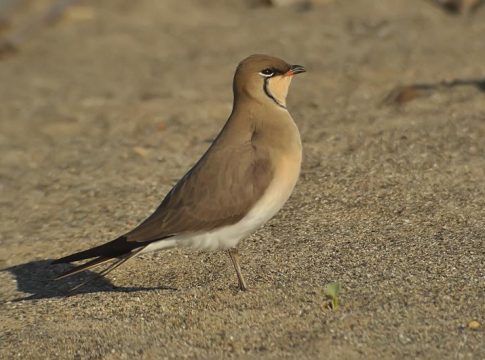 La Diputación de Málaga edita una guía sobre aves limícolas, que viven en humedales, ríos y deltas fluviales