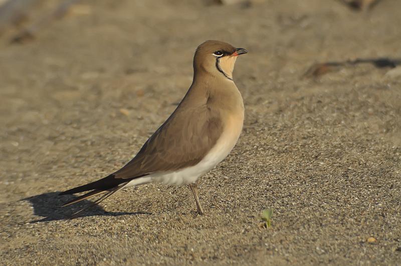 La Diputación de Málaga edita una guía sobre aves limícolas, que viven en humedales, ríos y deltas fluviales