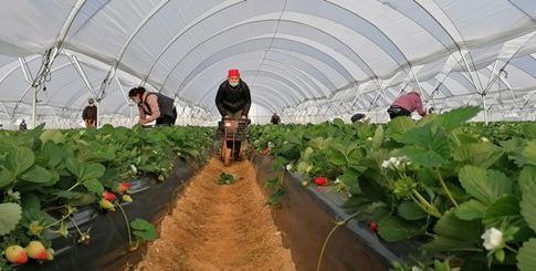 Freshuelva prevé que sólo el 25% de las plantaciones freseras seguirá a principios de junio