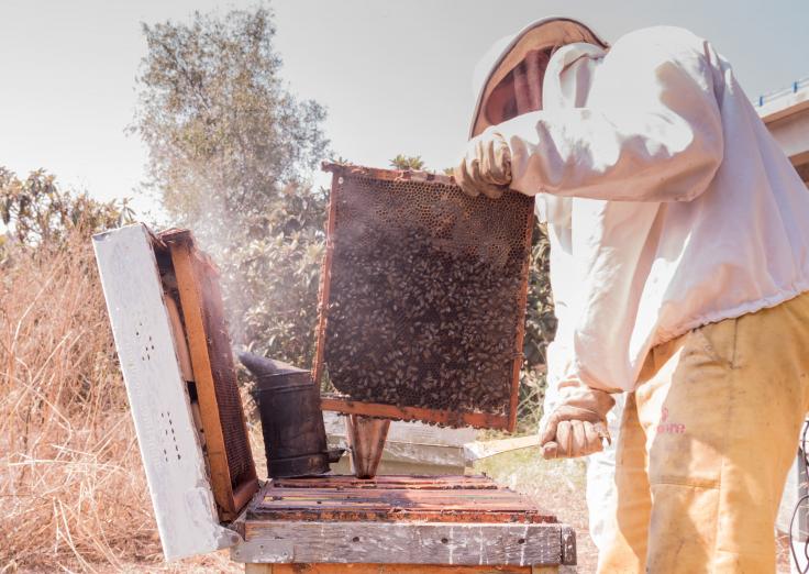 50 años cosechando el ‘oro dulce’ de las colmenas de Sierra Bermeja