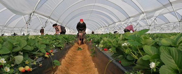 Asaja Huelva gestiona que los temporeros latinos contratados en origen prorroguen su estancia hasta septiembre