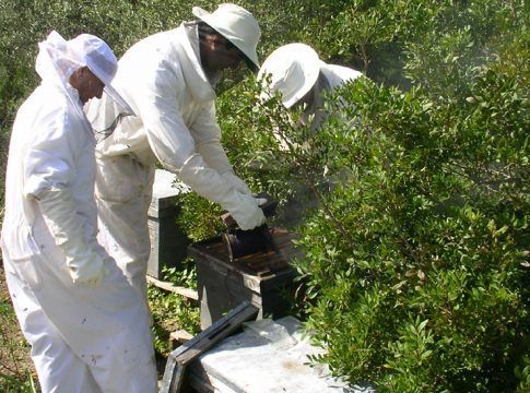 La Junta adelanta la solicitud de ayudas apícolas para adaptarse al calendario de las explotaciones