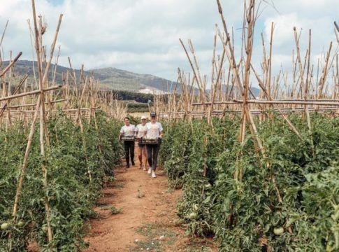 Calma Eladio lanza al mercado la mayor producción de la provincia malagueña de tomate castellano y huevo de toro