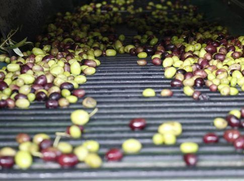 Phenoils testará a escala industrial dos innovadoras tecnologías de extracción de aceite de oliva virgen extra más sostenibles y rentables