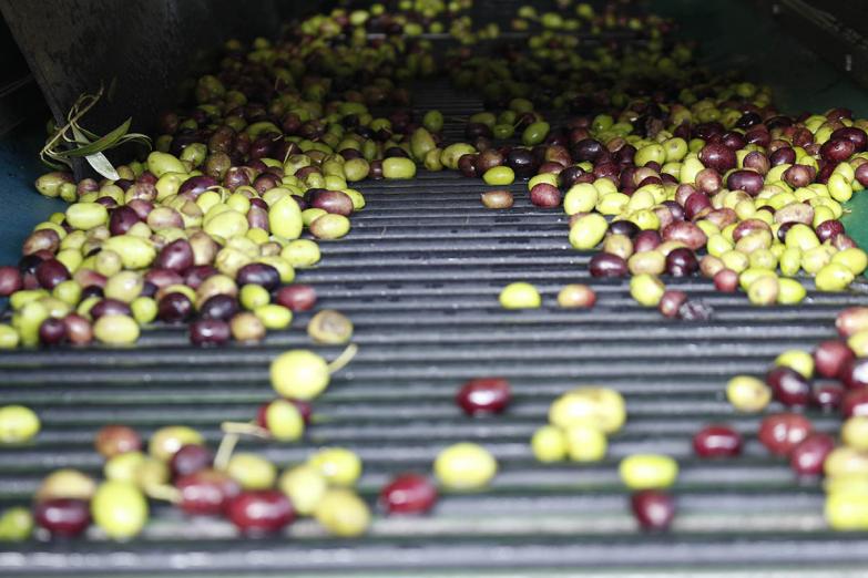 Phenoils testará a escala industrial dos innovadoras tecnologías de extracción de aceite de oliva virgen extra más sostenibles y rentables