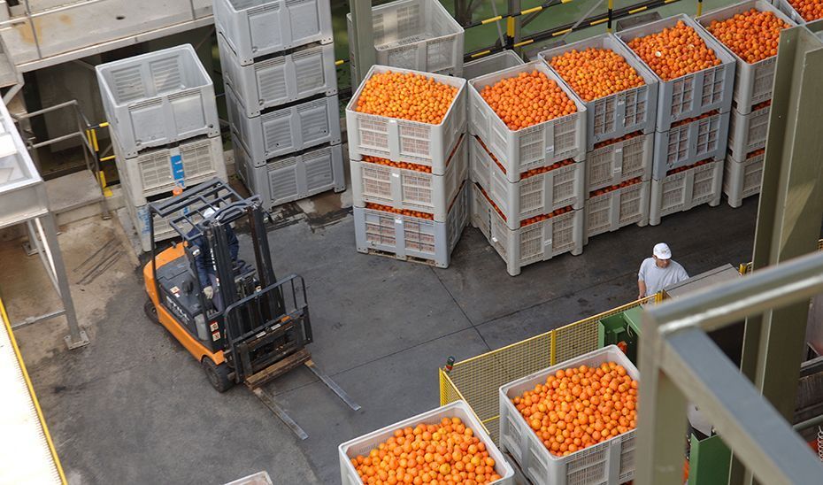 Abierto el plazo para las ayudas a organizaciones de productores de frutas y hortalizas