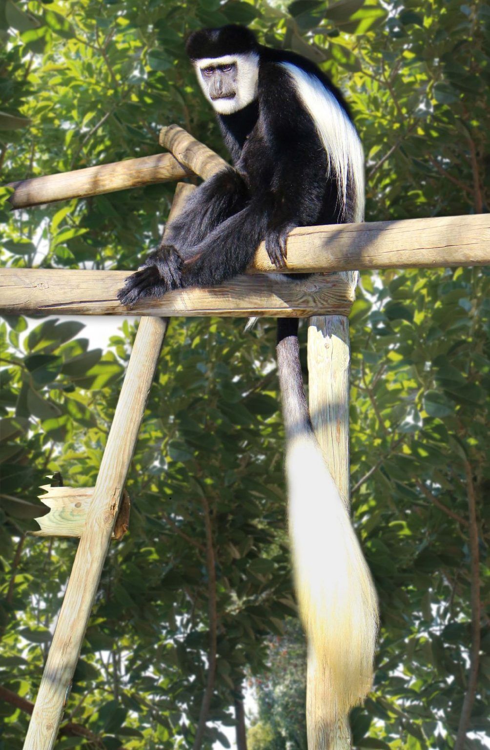 El Día Internacional de los Primates convierte en protagonistas de Selwo Aventura y Selwo Marina a sus gibones, macacos, monos ardilla y titís