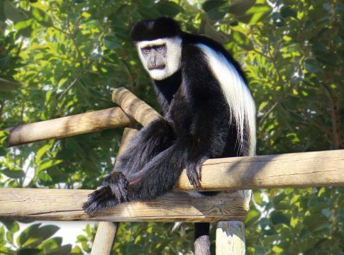 El Día Internacional de los Primates convierte en protagonistas de Selwo Aventura y Selwo Marina a sus gibones, macacos, monos ardilla y titís