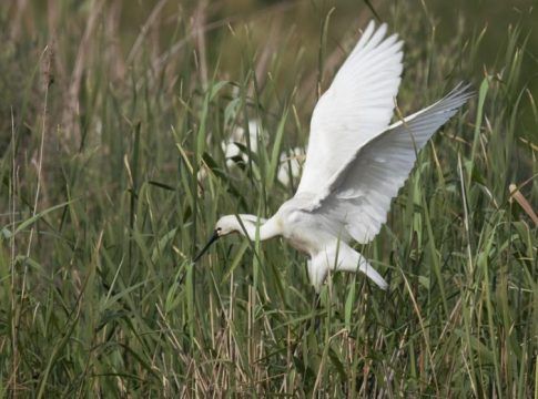 La espátula regresa a la laguna primera de palos sesenta años después
