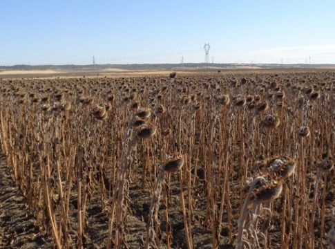 La sequía da un revés a la producción de girasol cuya superficie de cultivo creció por la guerra de Ucrania