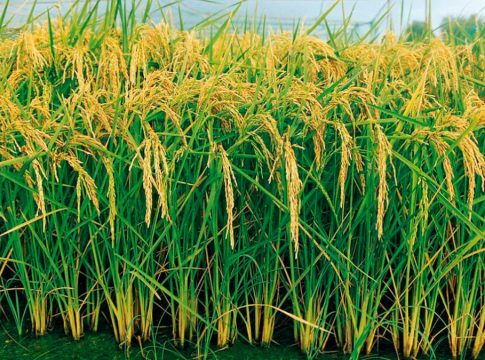 <strong>UPA Sevilla advierte del grave perjuicio económico que tendrá para los arroceros anular los aranceles a las importaciones de Camboya y Birmania </strong>