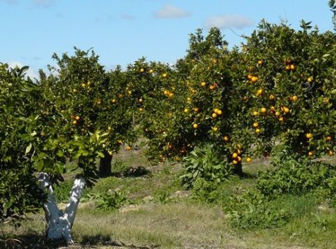 <strong>UPA Andalucía pide al Gobierno que reflexione y modifique las ayudas por los fertilizantes al dejar fuera a miles de pequeños productores</strong>