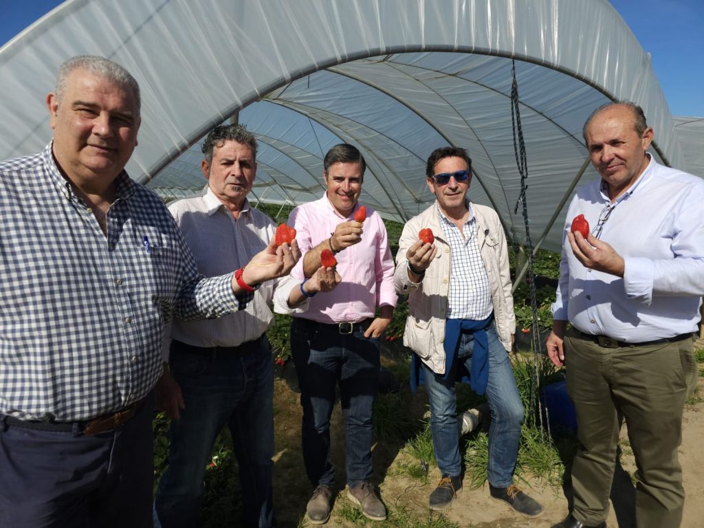 UPA Andalucía critica que la avaricia de la distribución por obtener más beneficios lastra  la rentabilidad de los productores de frutos rojos