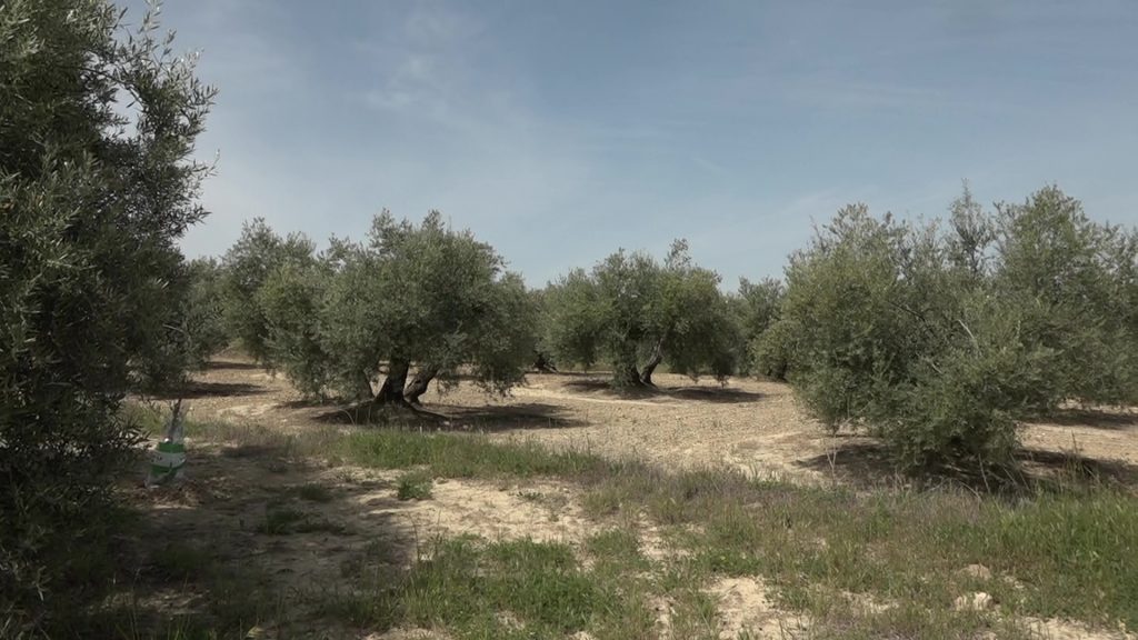 UPA Jaén insta a la Consejería de Agricultura a poner en marcha al 100% el programa necesario para presentar los expedientes de la PAC