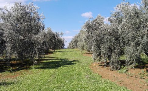 <strong>UPA Andalucía lamenta que la Junta elimine de un plumazo las ayudas agroambientales al olivar de producción integrada y al ecológico de montaña</strong>