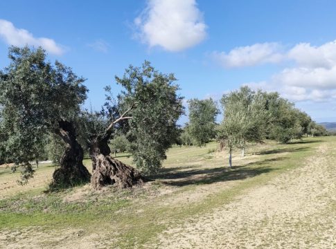 <strong>Grupo Interóleo plantea un decálogo de medidas para marcar la hoja de ruta del sector del olivar en los próximos años</strong>