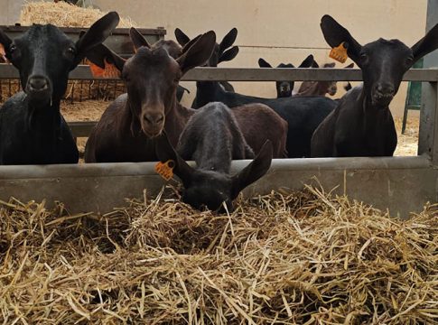 UPA Andalucía reclama a la Consejería de Agricultura que complemente las ayudas directas del Ministerio para los ganaderos ￼
