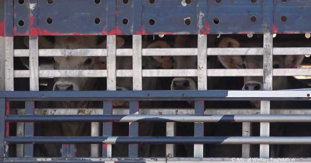 <strong>Los ciudadanos españoles instan a Luis Planas a respaldar la prohibición de exportar animales vivos </strong>
