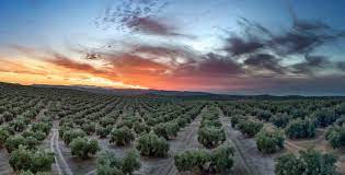 El campo andaluz se moviliza para exigir un cambio en la política agraria europea que garantice el sistema alimentario