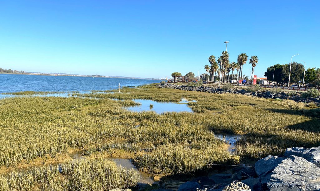 La Fundación Atlantic Copper y la Universidad de Sevilla se unen para restaurar las marismas costeras