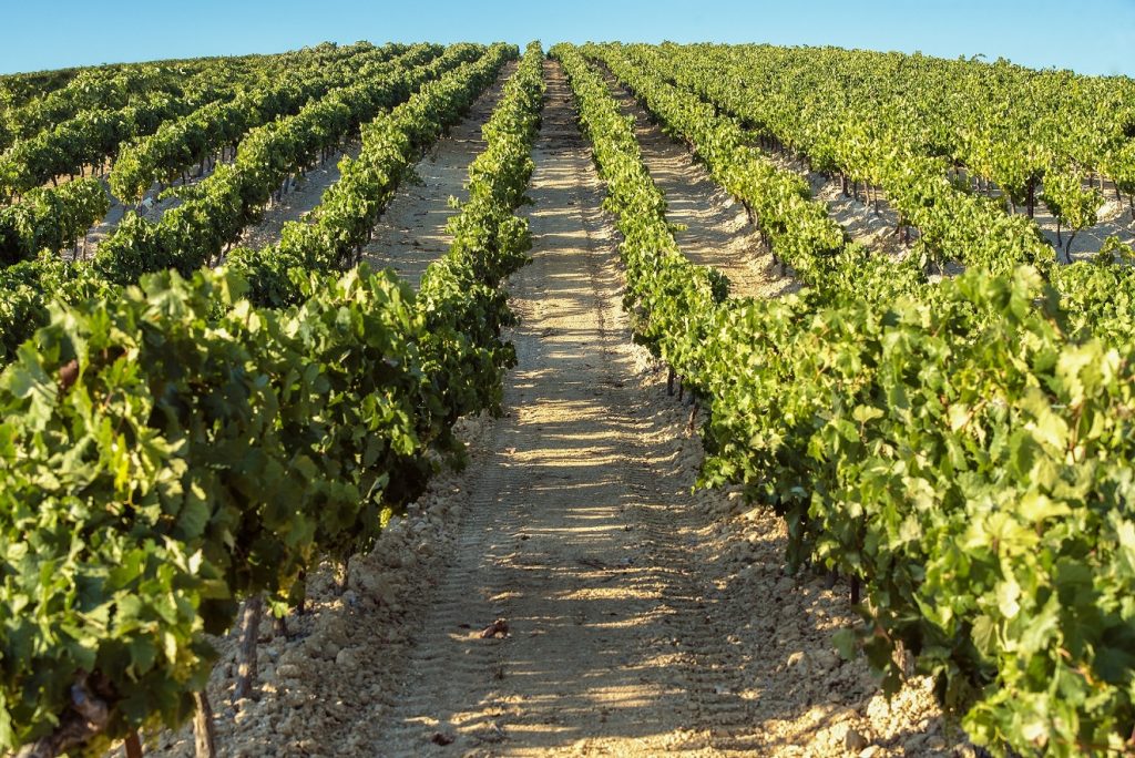La Consejería de Agricultura apoya la gestión de los consejos reguladores de Andalucía