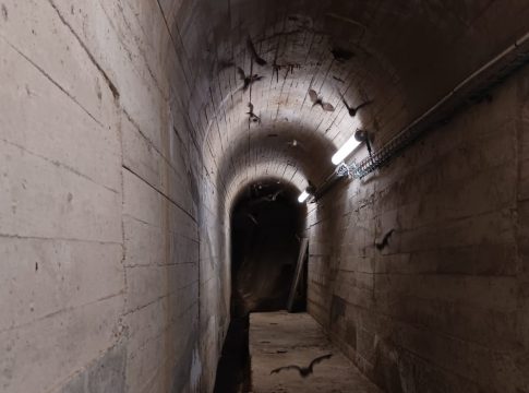 Endesabats, el proyecto de Endesa que acoge a murciélagos en las centrales hidroeléctricas andaluzas