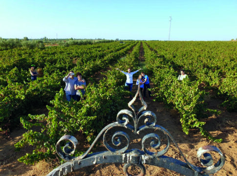 José Joaquín Peulach (Bodegas Alcaria): “Hemos apostado por la calidad antes que por la cantidad, es donde radica nuestro secreto”