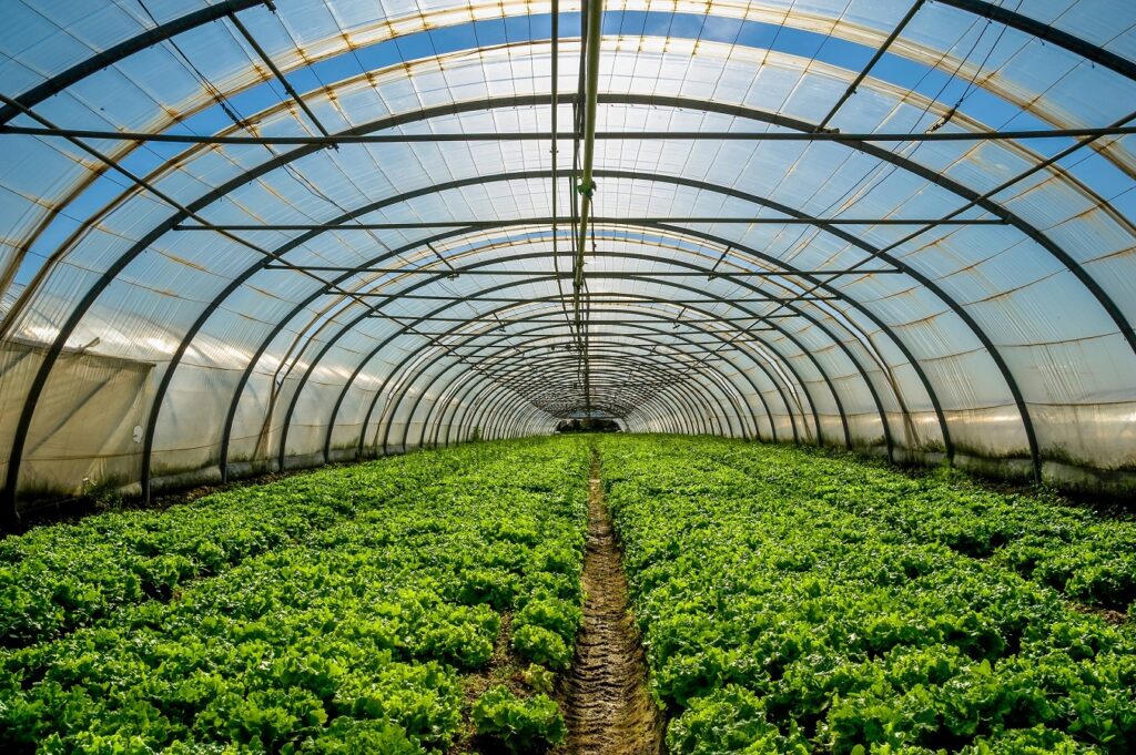 La Consejería pone a disposición del sector el Plan Estratégico para Frutas y Hortalizas de Invernadero