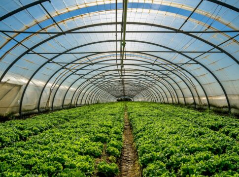 La Consejería pone a disposición del sector el Plan Estratégico para Frutas y Hortalizas de Invernadero