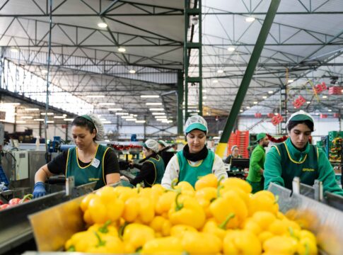 La almeriense Agroejido factura el 70% de sus ventas en mercados europeos y crece un 50% en los últimos cuatro años