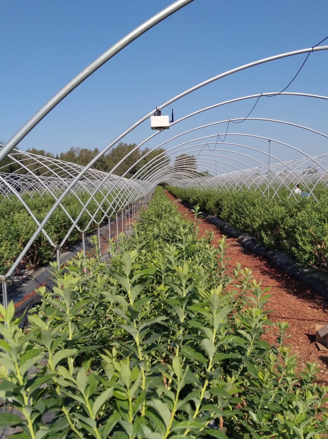 La Universidad Loyola obtiene financiación para tres proyectos para la mejora de la productividad y la sostenibilidad agrícola