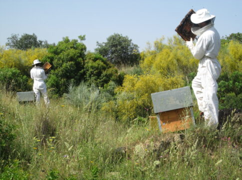 Agricultura destina casi 9,3 millones de euros en ayudas agroambientales para el sector apícola