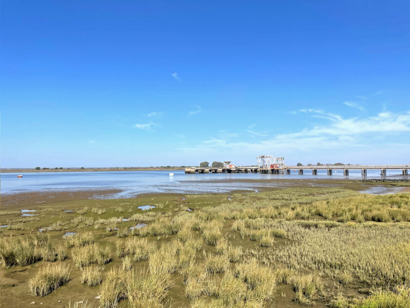 Un estudio propone que las restauraciones ecológicas de marismas costeras se realicen con plantones de hierba salada