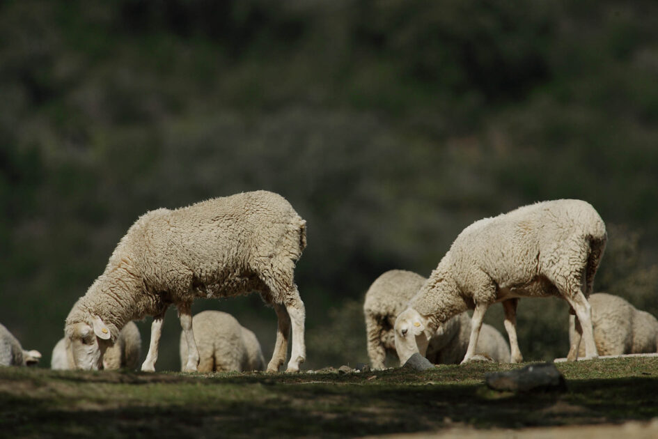 Andalucía aumenta el ritmo de vacunación del serotipo 3 de lengua azul y aplica más de 100.000 dosis en dos semanas