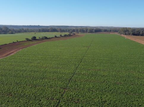 Mildron alcanza óptimos resultados en su objetivo de mejorar la lucha contre el mildiu en el cultivo de la patata