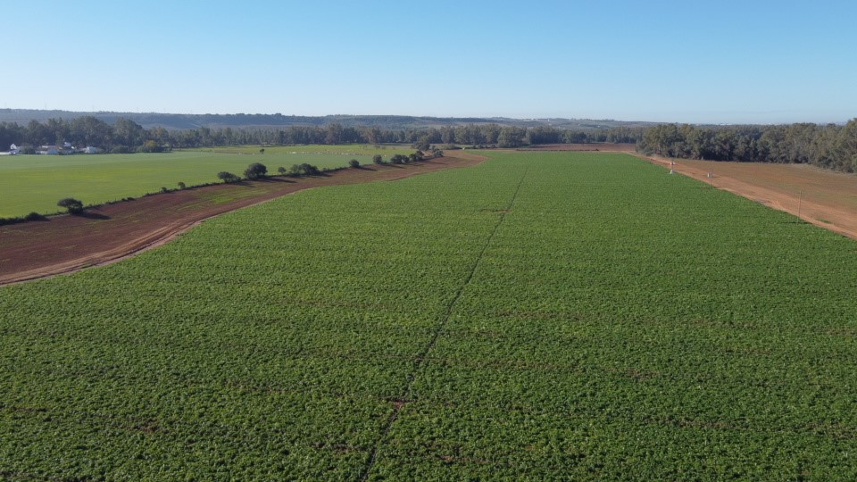 Mildron alcanza óptimos resultados en su objetivo de mejorar la lucha contre el mildiu en el cultivo de la patata