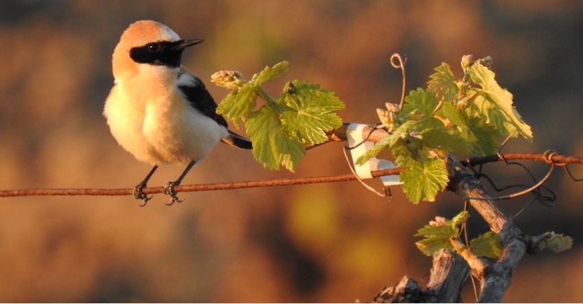González Byass impulsa la biodiversidad en Cádiz con su proyecto "VIDas"