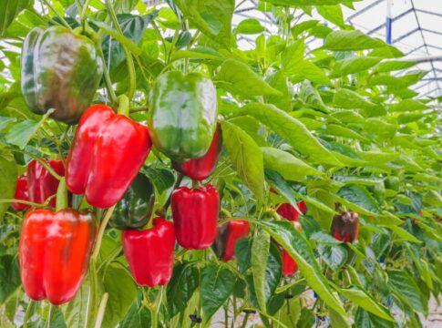 Andalucía reclama al Gobierno central que defienda ante EEUU la situación injusta del pimiento andaluz