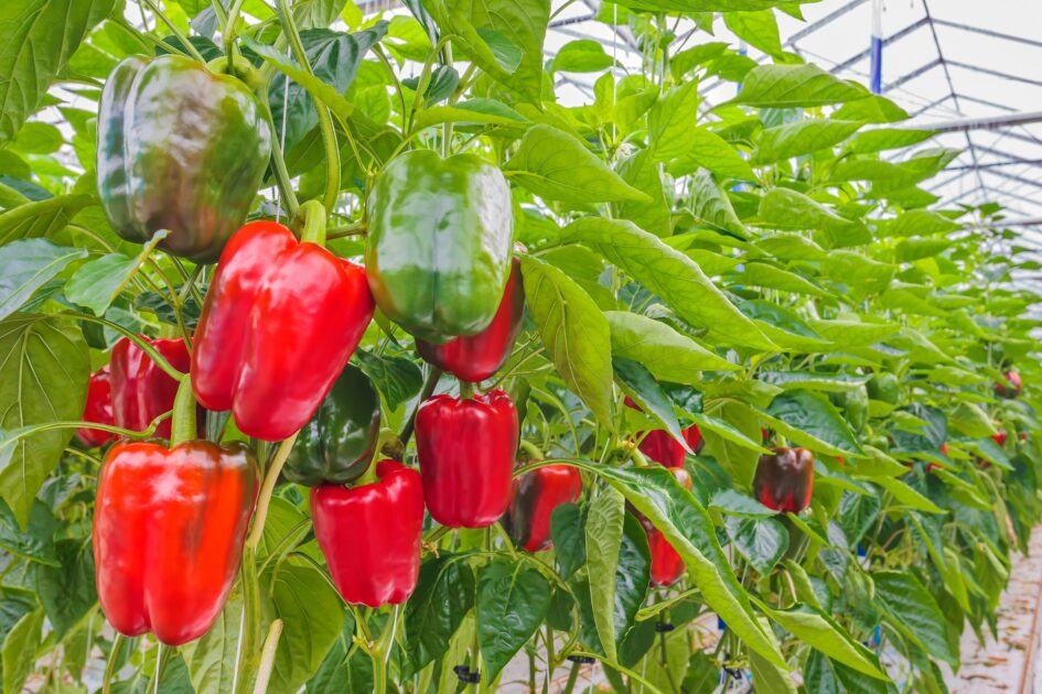 Andalucía reclama al Gobierno central que defienda ante EEUU la situación injusta del pimiento andaluz
