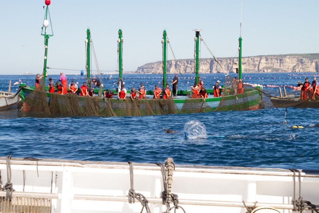 La Junta reclama al Gobierno una “solución urgente” a la huelga de inspectores de pesca para proteger la campaña de atún rojo en Cádiz